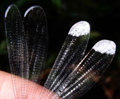 Platystigma buckleyi