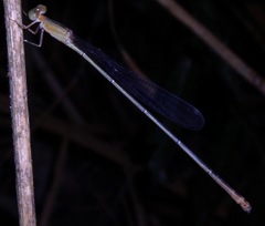 Metaleptobasis paludicola