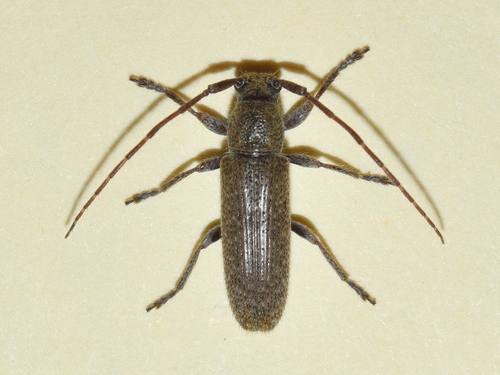 Ataxia yucatana