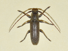 Ataxia yucatana