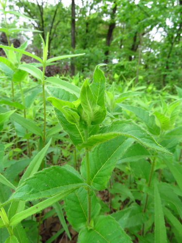 Image of Monarda luteola by (c) Annika Lindqvist, some rights reserved (CC BY)
