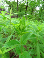 Monarda luteola, photograph (c) Annika Lindqvist, some rights reserved (CC BY)