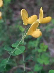 Cytisophyllum sessilifolium