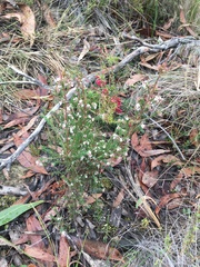 Leucopogon glacialis