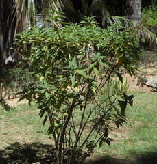 Lepechinia graveolens