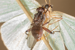 Tapeigaster nigricornis