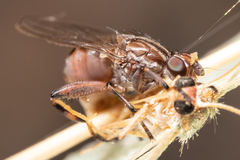 Tapeigaster nigricornis