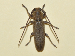Ataxia yucatana