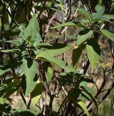 Lepechinia graveolens