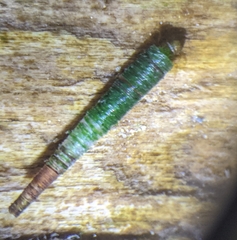 Amiocentrus aspilus