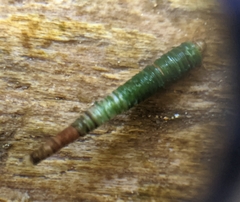 Amiocentrus aspilus