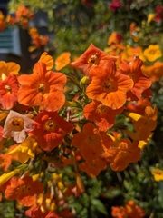 Streptosolen