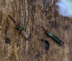 Amiocentrus aspilus