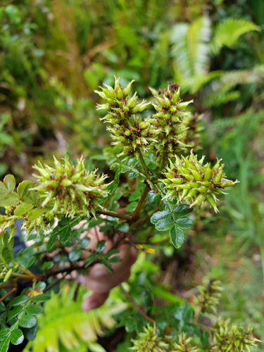 Weinmannia pinnata - Leaves