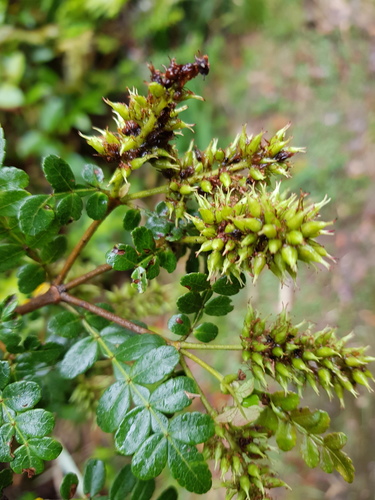 Weinmannia pinnata - Leaves