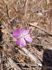 Clarkia bottae