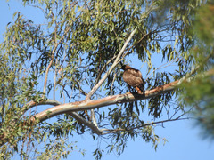 Buteo jamaicensis