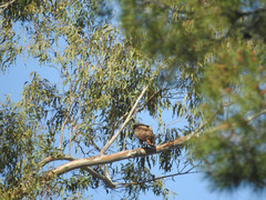 Buteo jamaicensis