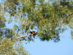 Buteo jamaicensis