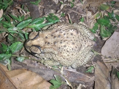 Duttaphrynus melanostictus