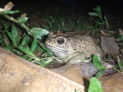 Duttaphrynus melanostictus