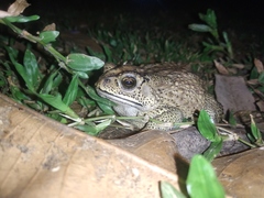 Duttaphrynus melanostictus