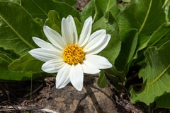 Wyethia helianthoides