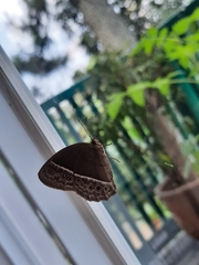 Mycalesis horsfieldi