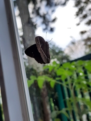 Mycalesis horsfieldi