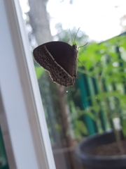 Mycalesis horsfieldi