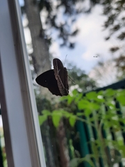 Mycalesis horsfieldi