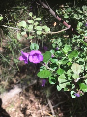 Prostanthera rotundifolia