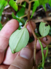 Peperomia esperanzana