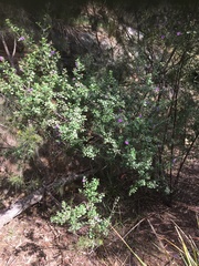 Prostanthera rotundifolia