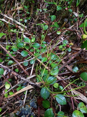 Peperomia esperanzana