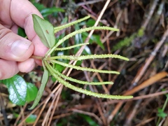Peperomia esperanzana
