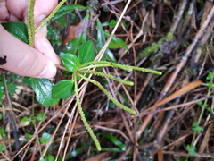 Peperomia esperanzana