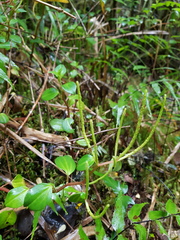 Peperomia esperanzana