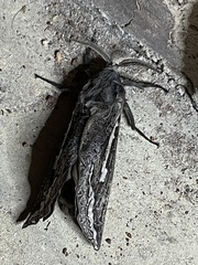 Abantiades tembyi