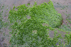 Prasiola meridionalis