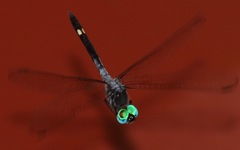 Micrathyria atra