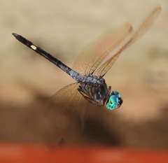 Micrathyria atra