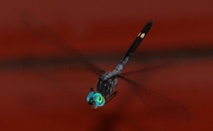 Micrathyria atra