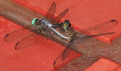 Micrathyria atra