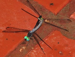 Micrathyria atra