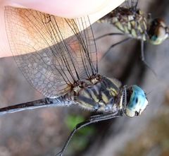 Micrathyria atra