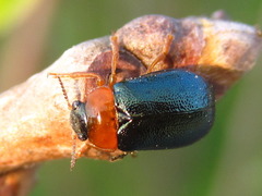 Smaragdina semiaurantiaca