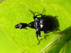 Cycnotrachelus cyanopterus