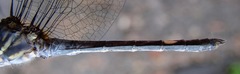 Micrathyria atra