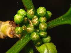 Ilex macropoda